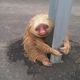 Illustration for article titled Ecuador Cops Save Tiny Terrified Sloth In Most Adorable Highway Rescue Ever